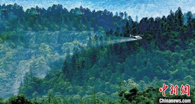 广东出台林业有害生物防治“十四五”规划