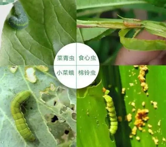 常见高清害虫图谱，对症防治才能效果好！