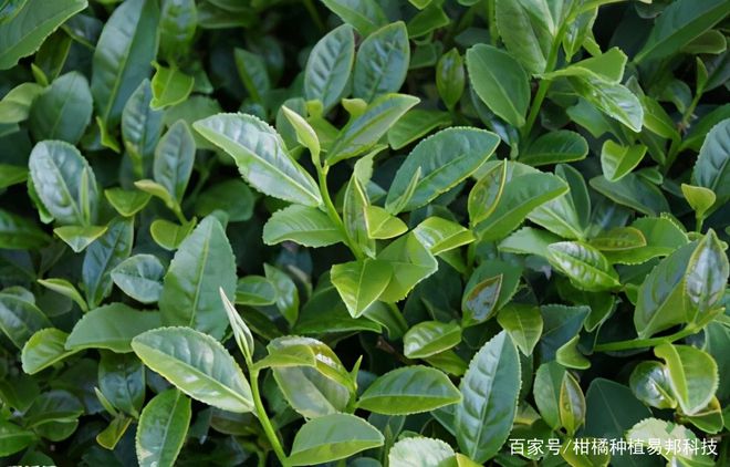 如何使用植物有效的防治茶叶害虫
