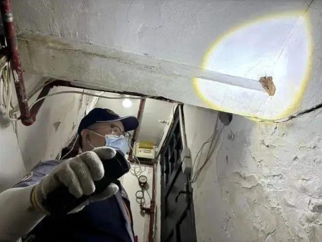 【提示】上海大回暖，白蚁已“出击”！专业防治名单速收藏