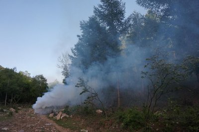 广东全面完成林业有害生物防治任务 齐抓共管“防早防小”