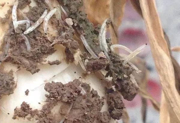 高抗性害虫怎么用药？11种抗性害虫用药方案，太值了！