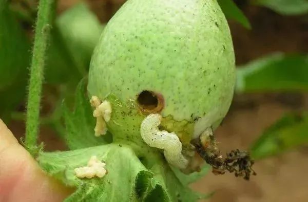 高抗性害虫怎么用药？12种抗性害虫用药方案