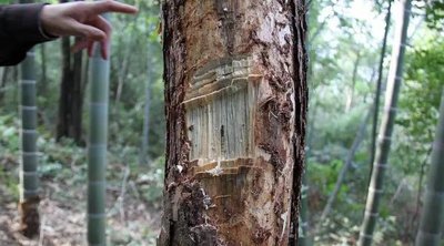 容城县2025年度林业有害生物防治竞争性磋商公告