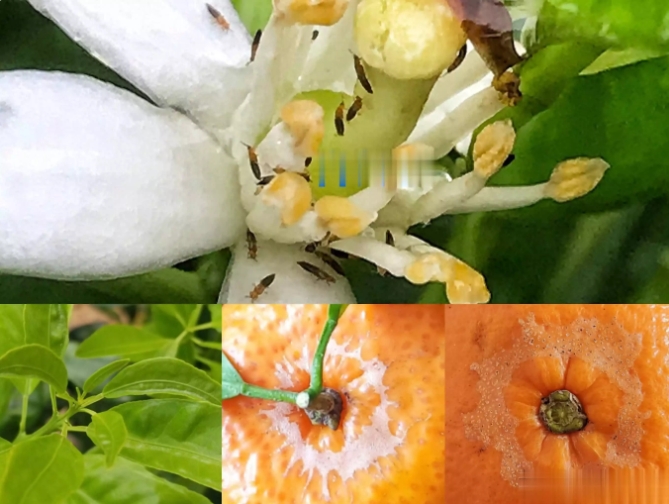 柑橘预防花皮果，花期防治蓟马是关键！ 