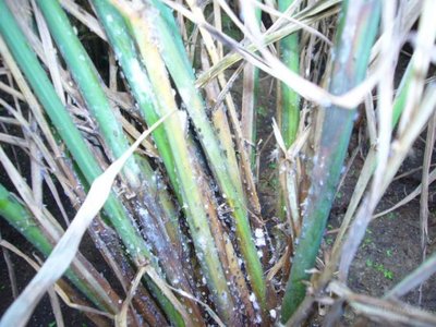 稻飞虱呈加重发生态势 农业农村部要求各地加强防控