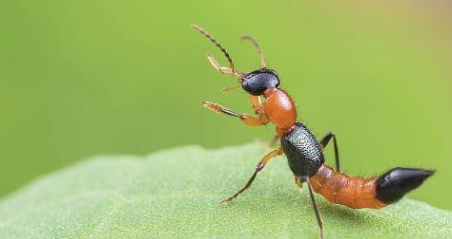 隐翅虫到底是什么虫？有哪些防治方法……