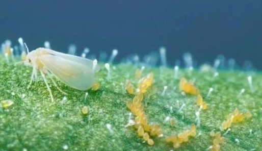 最新整理！防治害虫一定要知道这25种杀虫剂！
