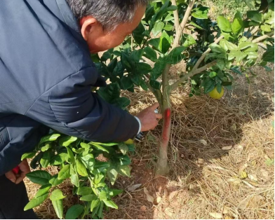 都安县农作物病虫情报2025年第6期