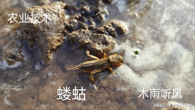 怎样用辛硫磷防治地下害虫？掌握用药技巧，地下害虫无处逃