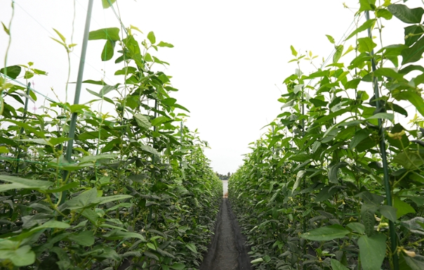 三亚：绿色防控新技术示范 豇豆蓟马防治效果超八成