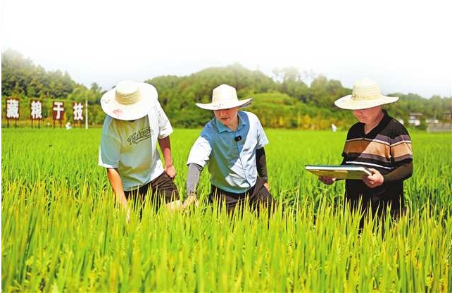 稻飞虱阻击战