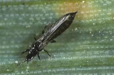 2025年广西蔬菜主要病虫害防控方案