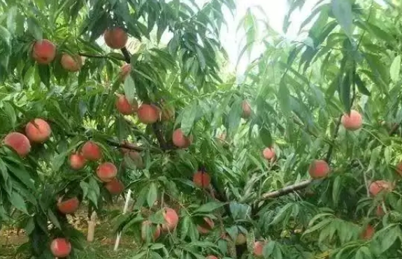 冬灌对桃树的五大好处，您知道吗？
