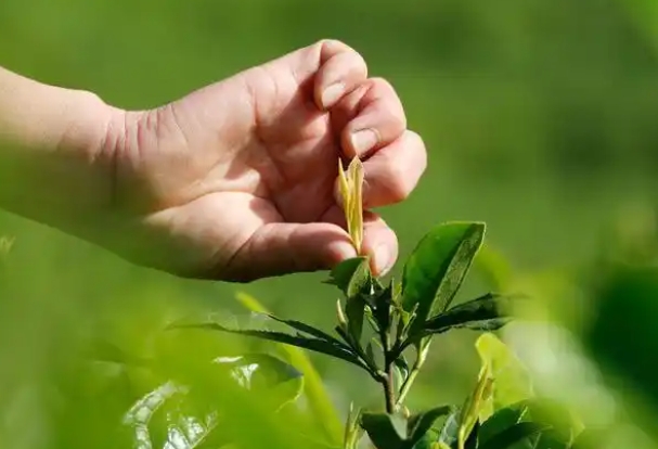 细思极恐！多批次茶叶检出杀虫剂成分，有的超标近11倍！