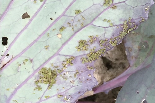 阳台种菜总有虫？防治虫害扫盲帖来啦