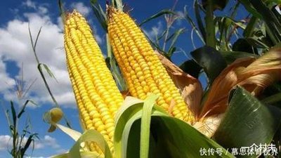 转基因农作物在中国扩面提速 这三年示范成果到底如何？