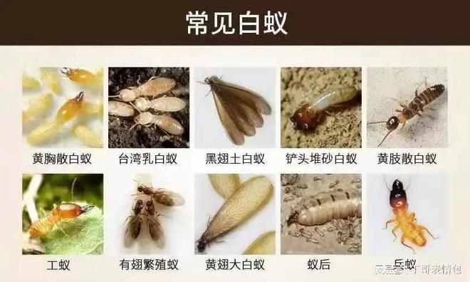 花都工地灭蚊杀虫公司 工地生活区灭蚊杀虫