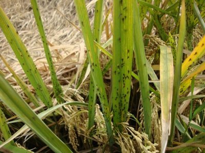 稻飞虱呈加重发生态势 农业农村部要求各地加强防控