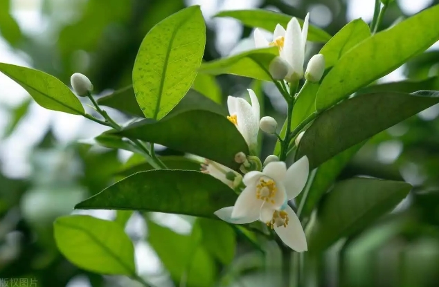 柑橘花开满枝头，春管妙招助丰产，果农花质提升指南必看