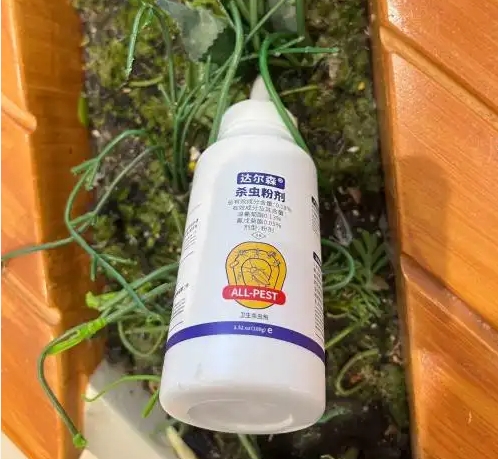 家里到处是蚂蚁怎么办？杀红蚂蚁的特效药行业内部推荐首次公开！