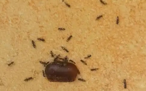 家里有蚂蚁怎么彻底消除？灭蚂蚁什么药有效？