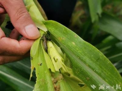 2025年上半年广西农作物主要病虫草鼠害发生趋势预报