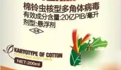 白菜发生青虫危害，记住这几类生物药剂，不用打农药也能高效杀灭