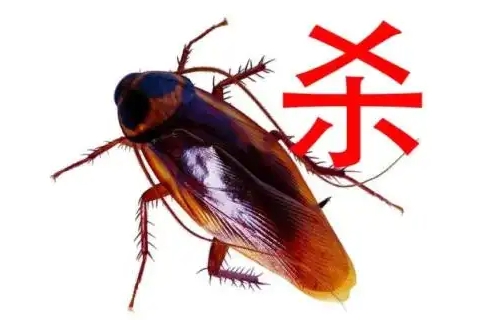 杀蟑螂用什么药效果好，天然方法与杀蟑螂药有效的蟑螂药！
